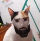 Giga Cat