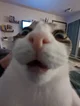 A surprised cat