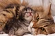 Mother cat and kitte