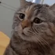sad cat meowing