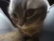 Chipi chapa cat