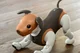 Ace the Aibo 