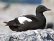 Black Guillemot