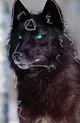 The snow wolves