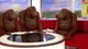 Monkey News Channel
