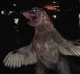 weird bird thing 2