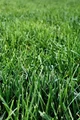 Grass