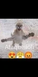 Ataque loli