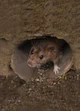 Sewer Rat