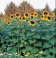 Sunflower Cult
