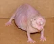 Wise Naked Mole Rat 