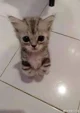 Cute cat