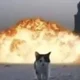 Piecefire Cat