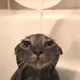 soggy cat