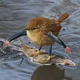 Surfin bird