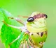 Cicada 