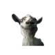 Goatz