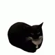 Maxwell the Cat