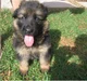 German Shepard Puppy