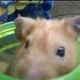 Desabafe com hamster