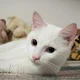 White cat
