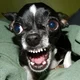Angry chihuahua 
