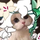 Cat white lily 