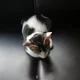 Pizza-cat