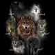 Wolf Pack Twilight