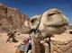 Camelz