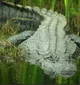 Alligator 