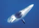 Minke whale 