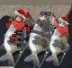fishy kitty trio 