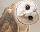 Barn Owl