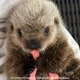 Baby otter