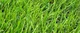 Grass Simulator