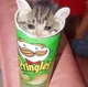 Pringles Cat