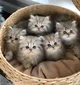 5 kittens
