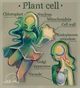 Plant cell