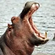 Hippopotamus