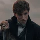 Newt scamander 