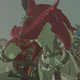 Sidon