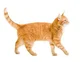 Ginger Cat