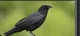 crow