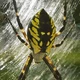 Egg-layer spider