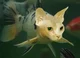 FishKitten