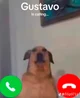 Gustavo is calling