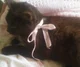 TF141 - Cat Shifter
