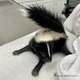 Skunk kit