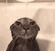 Wet Cat